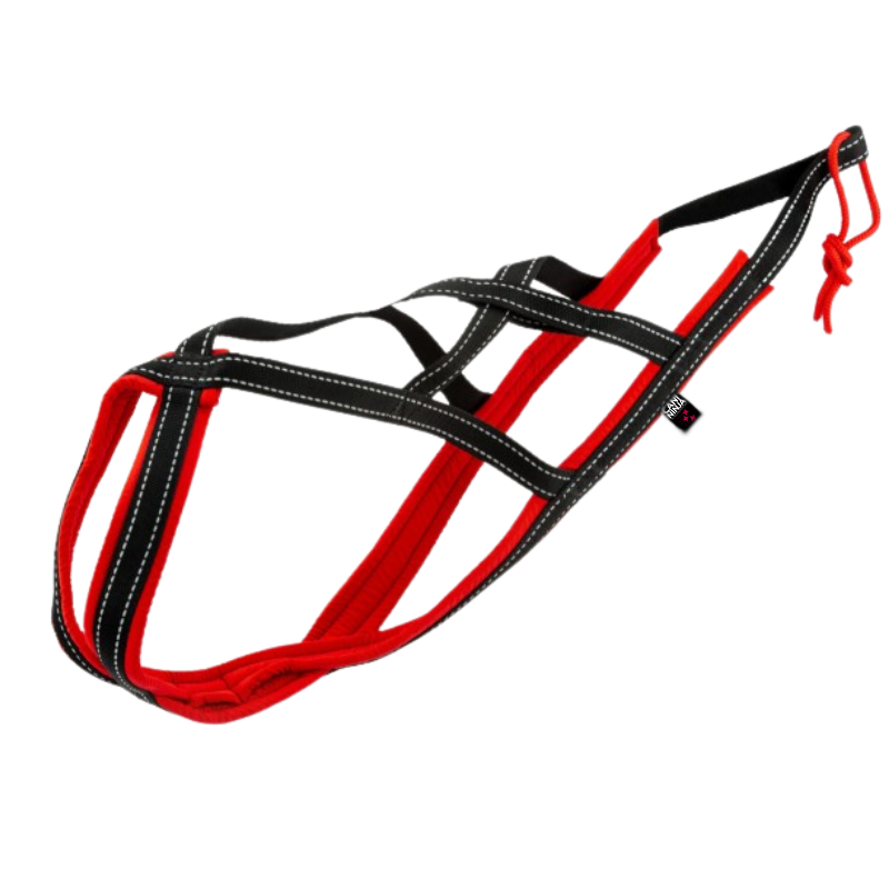 Harnais Canicross pour Chien Longiligne
