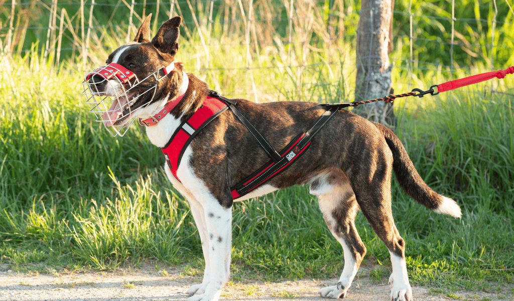 Chiens catégorisés et Canicross : comment bien dépenser mon chien malgré les contraintes légales ?