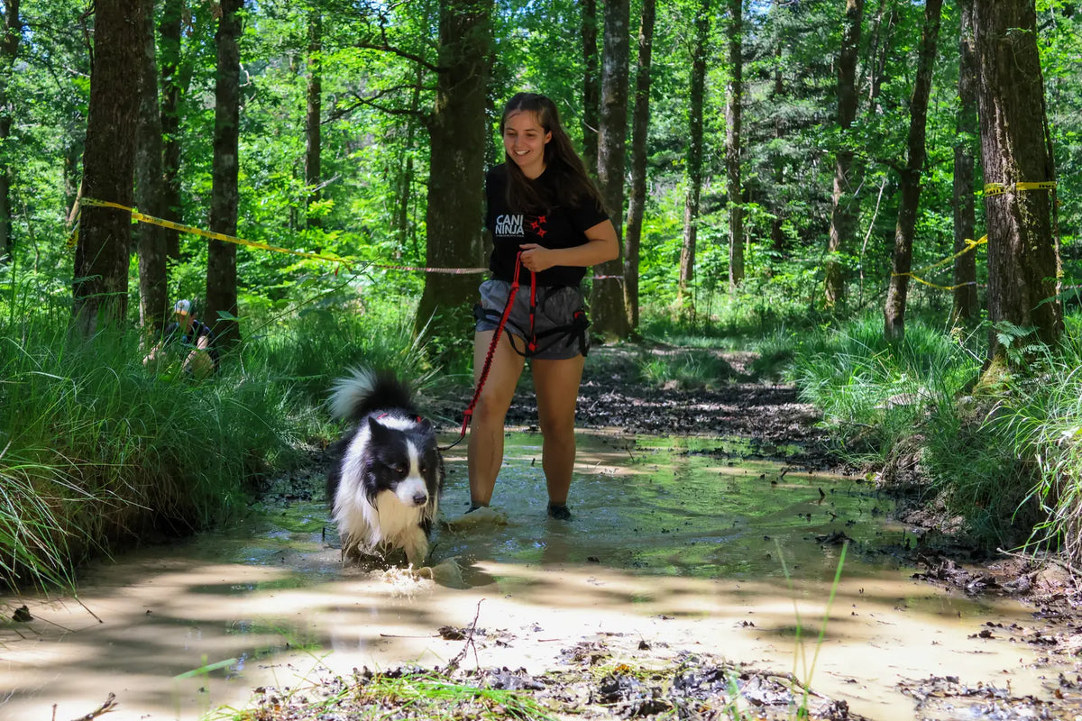 Humidité et chien : quels impacts sur sa santé, de la truffe aux coussinets