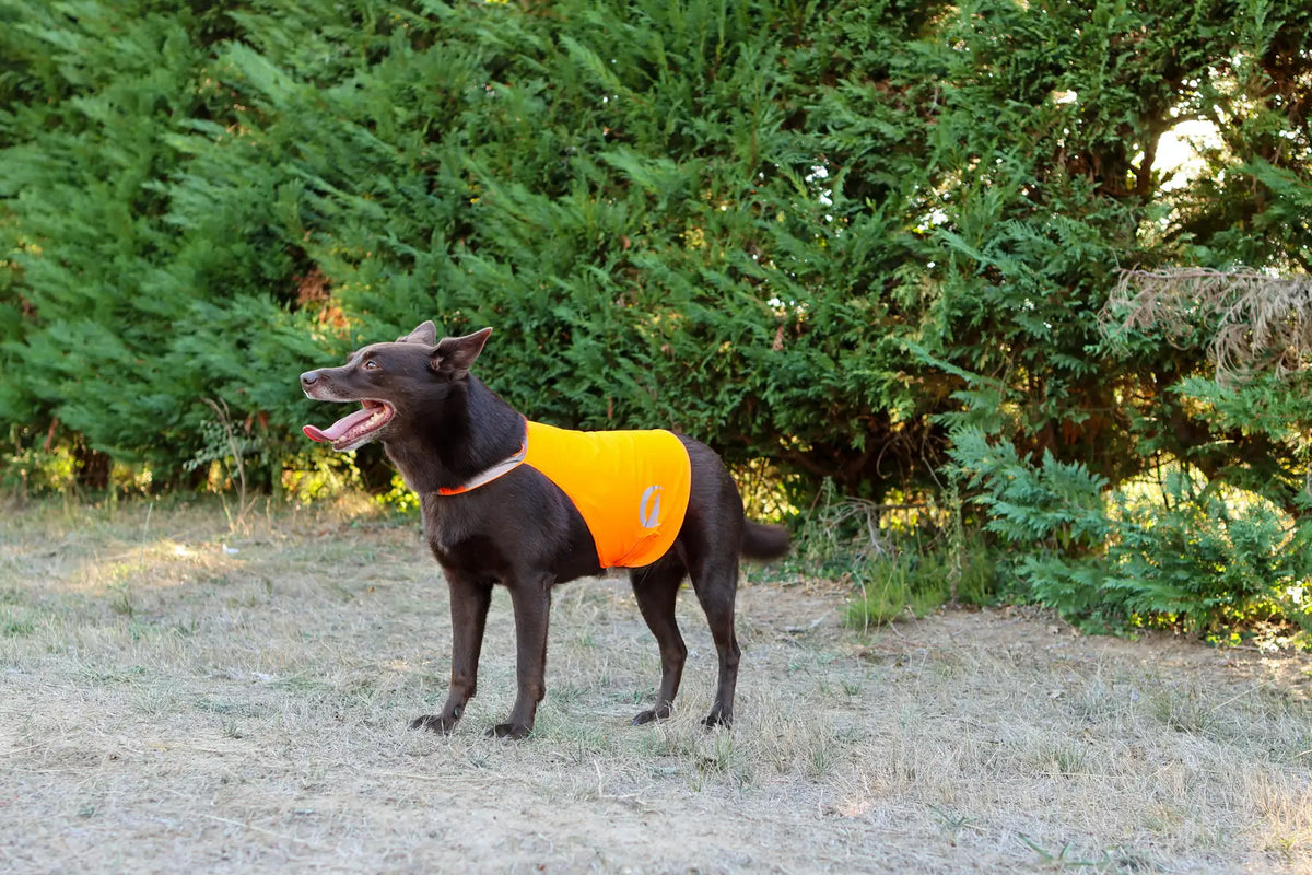 Saison de la chasse : protéger son chien en balade, l'avis santé