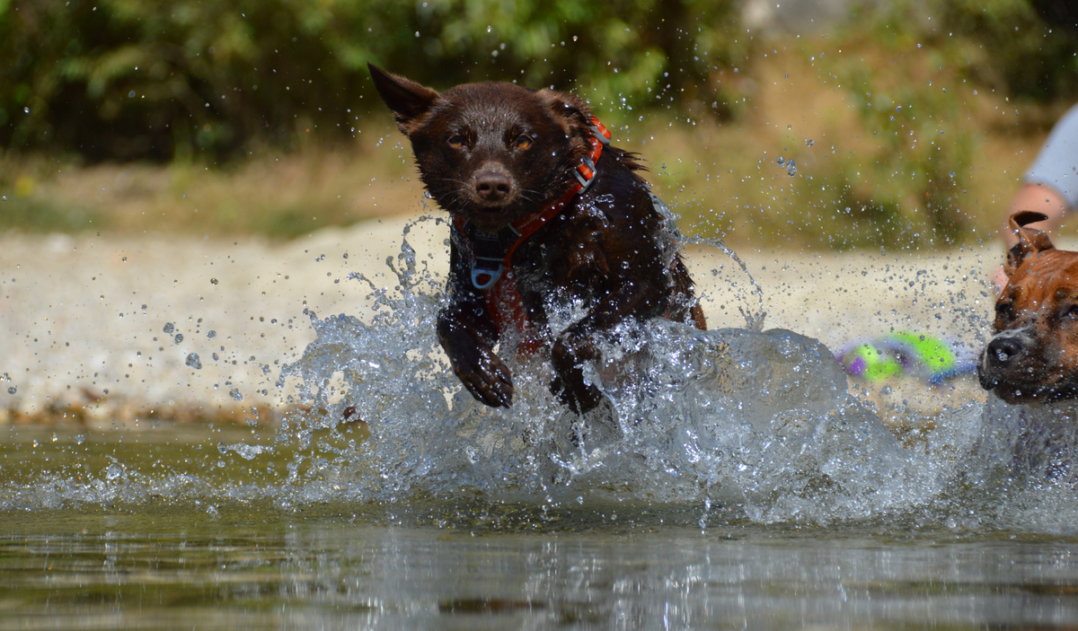Dog Copenhagen : harnais, laisses et accessoires pour chien