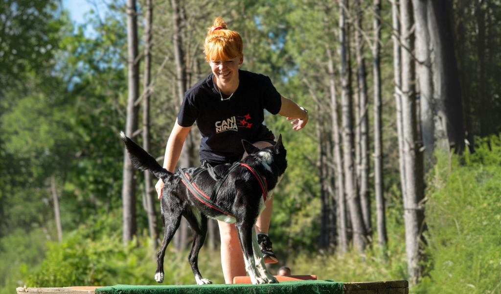 Harnais traction chien : quels harnais sont interdits à la CANI NINJA