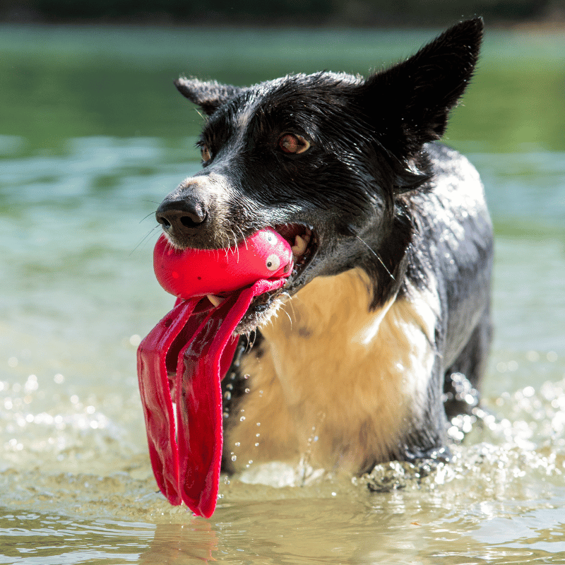 Jouet flottant chien, jouet eau chien