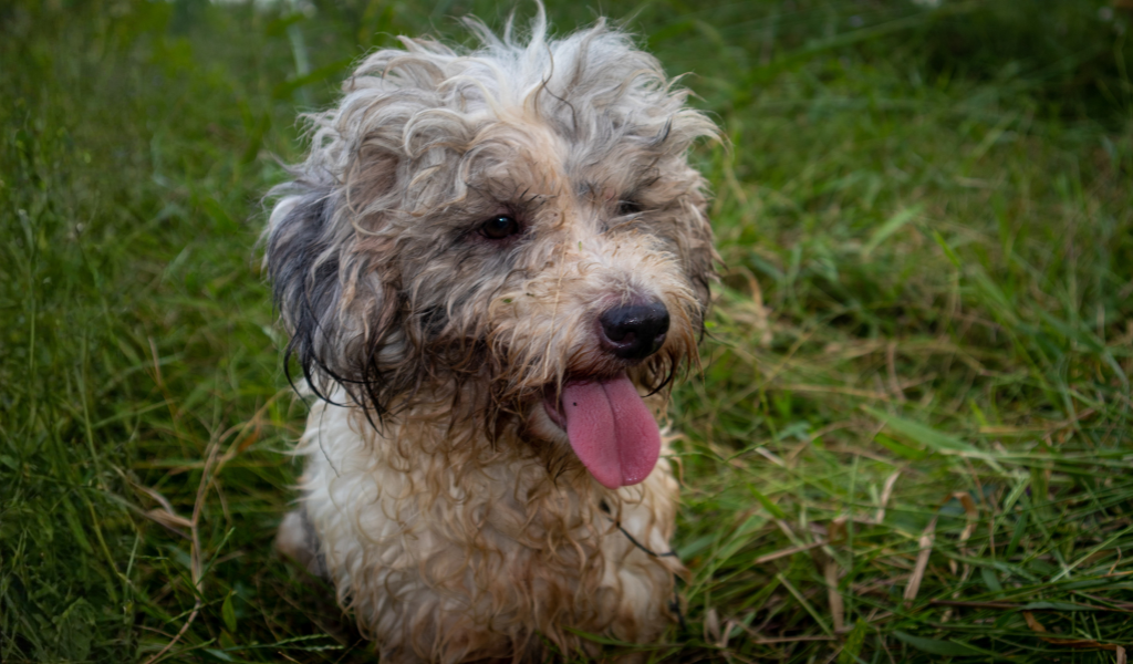 petit chien, petit chien mouillé
