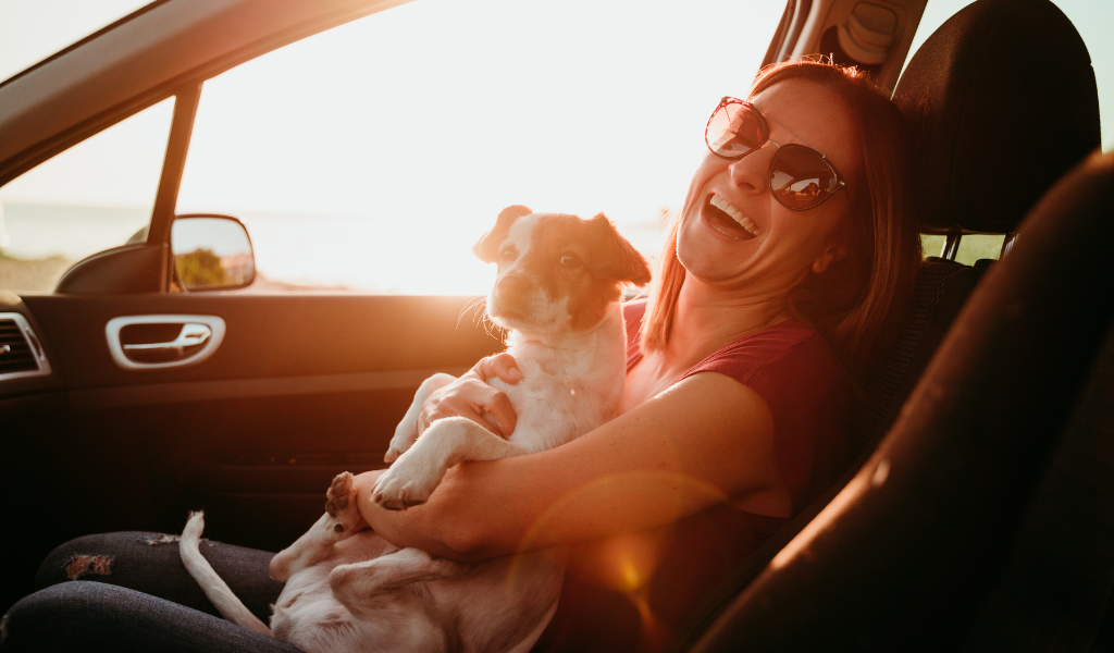 chien en voiture heureux Jack Russell terrier Jack Russell 