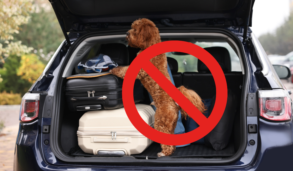  coffre de voiture interdit au chien en libre 