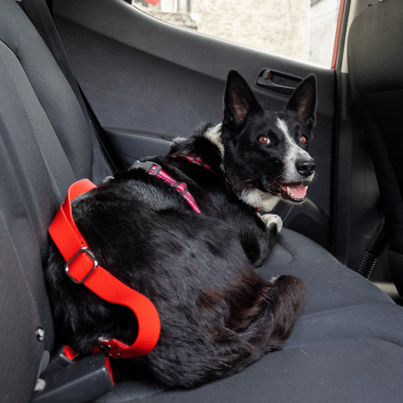 ceinture de sécurité voiture chien hexa, ceinture voiture chien, ceinture sécurité chien