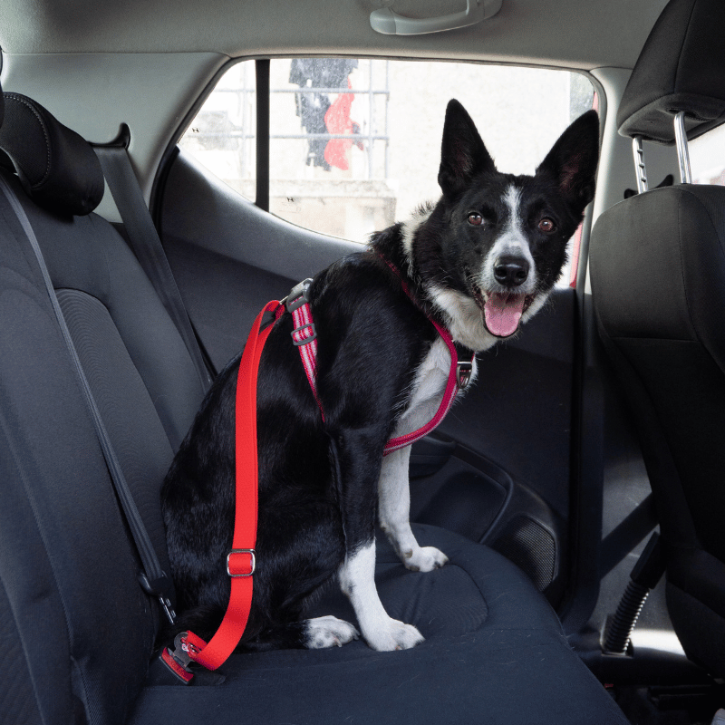 ceinture de sécurité voiture chien hexa, ceinture voiture chien, ceinture sécurité chien