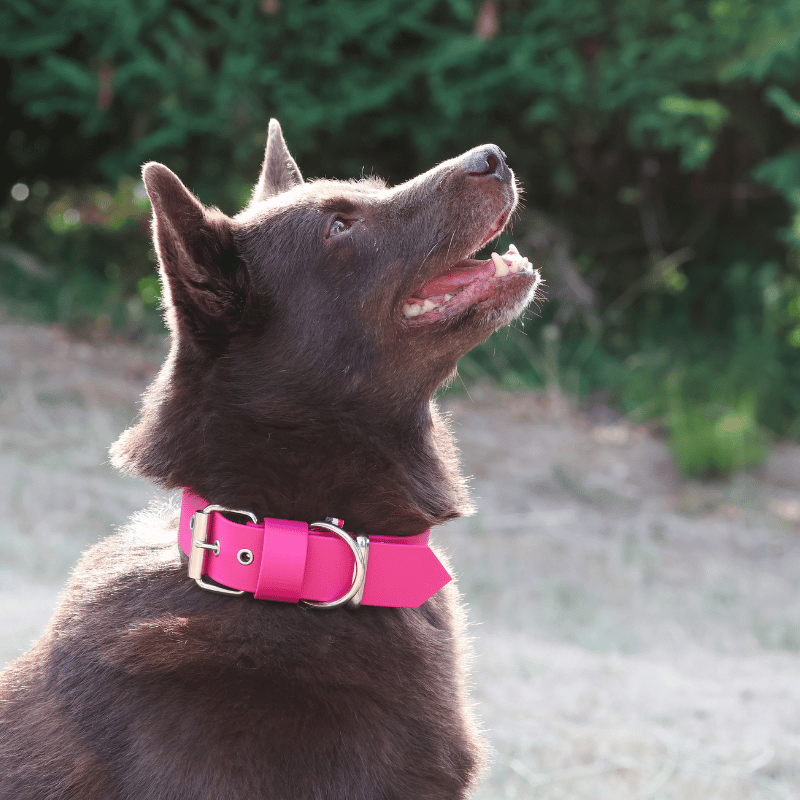 Collier Biothane +15kg Cerise