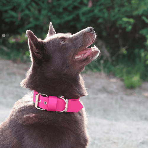 Collier Biothane +15kg Cerise