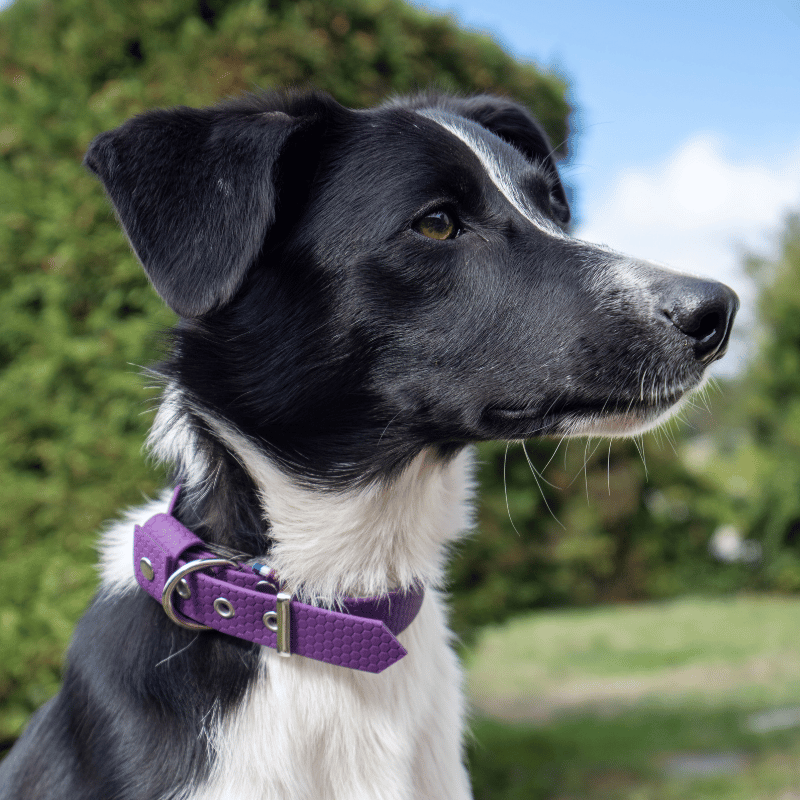 Collier hexa pour chien violet