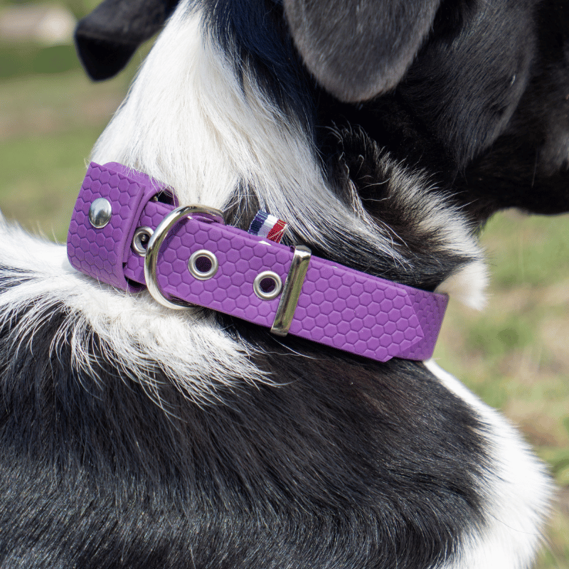 Collier hexa pour chien violet