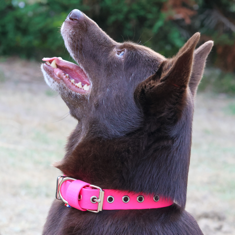 Collier Hexa jusqu'à 15kg rose fluo
