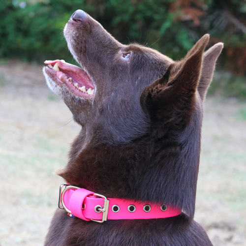 Collier Hexa jusqu'à 15kg rose fluo