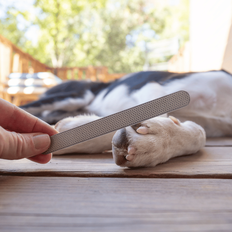 Coupe griffe professionnel chien