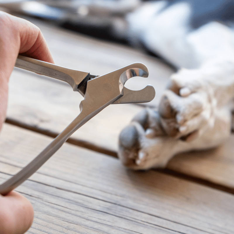 Coupe griffe professionnel chien