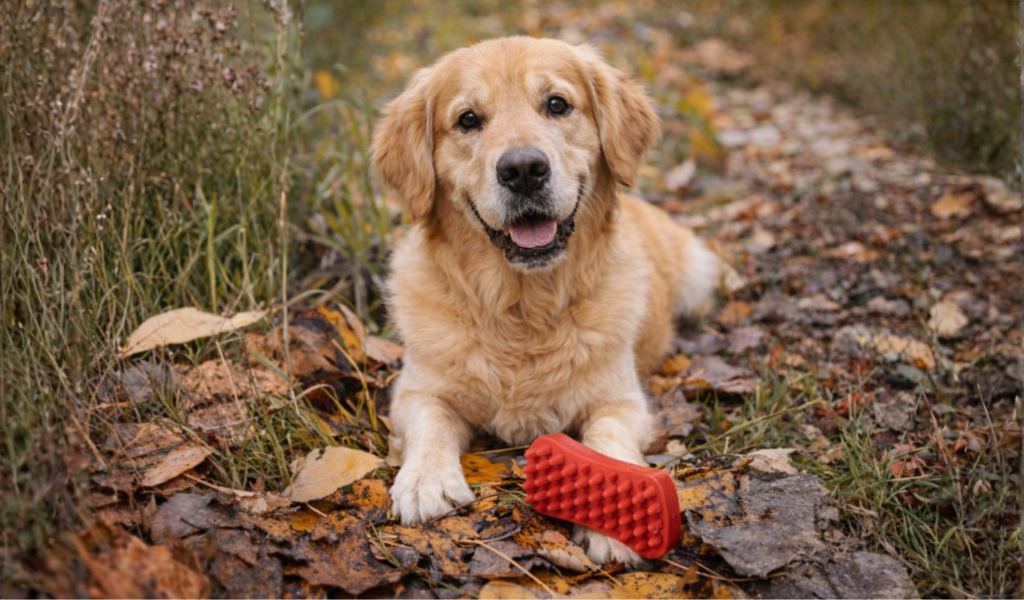 brosse pour chien, chien heureux, Golden retriever 