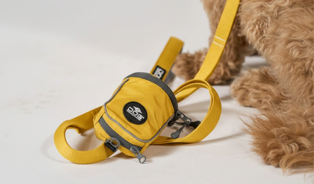 laisse jaune, pochette jaune, caniche