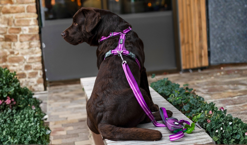 labrador, harnais violette, laisse violette réglable, pochette de laisse 