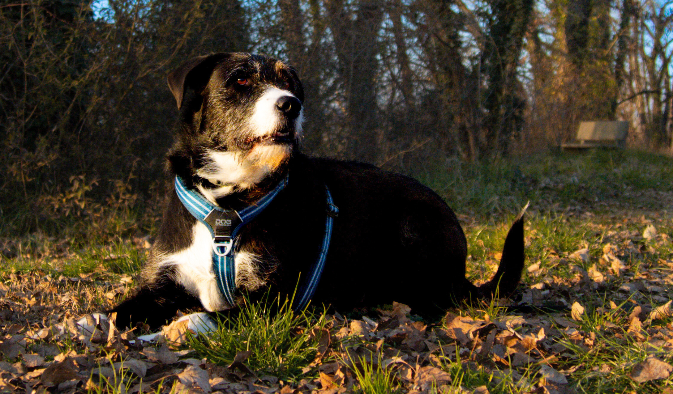 chien en balade, harnais bleu 