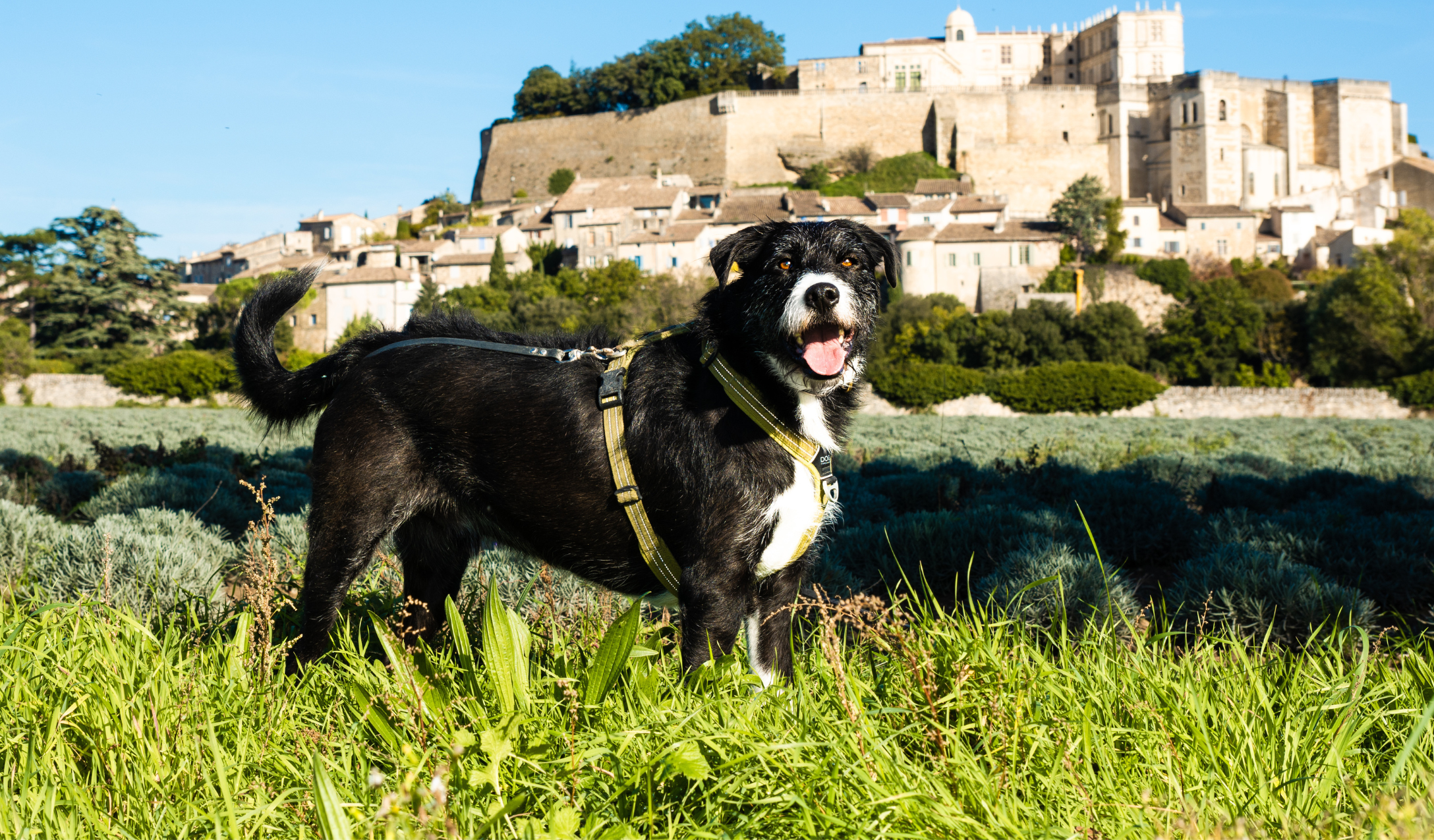 chien content, chien dans la nature