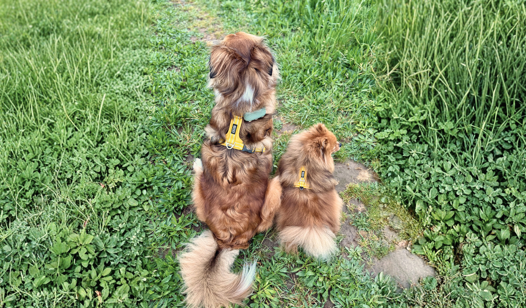 Harnais en Y Jaune, harnais de promenade, groupe de chiens en promenade 