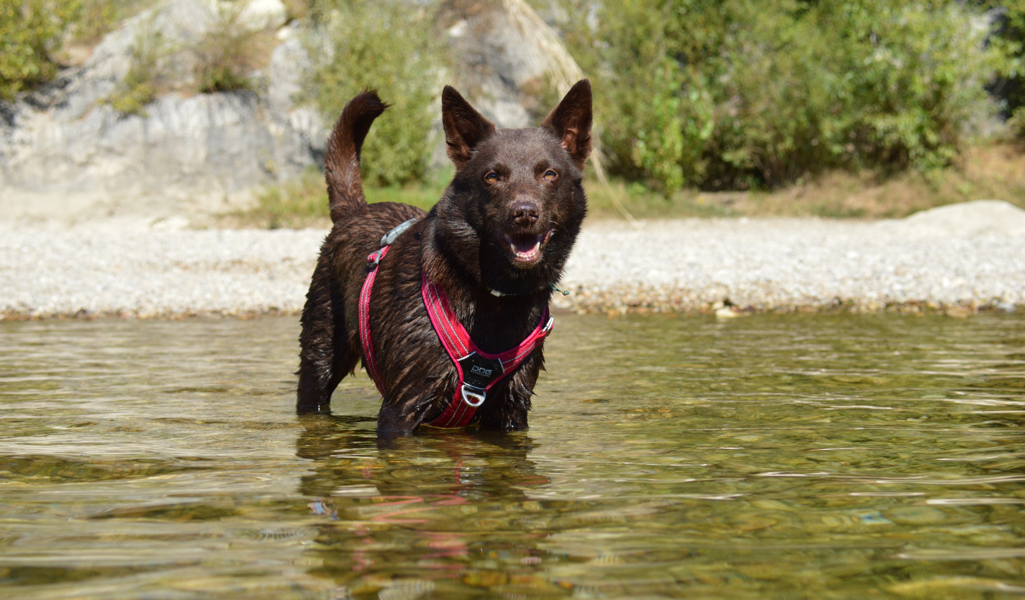 chien dans l'eau, chien mouillé, harnais rose en Y