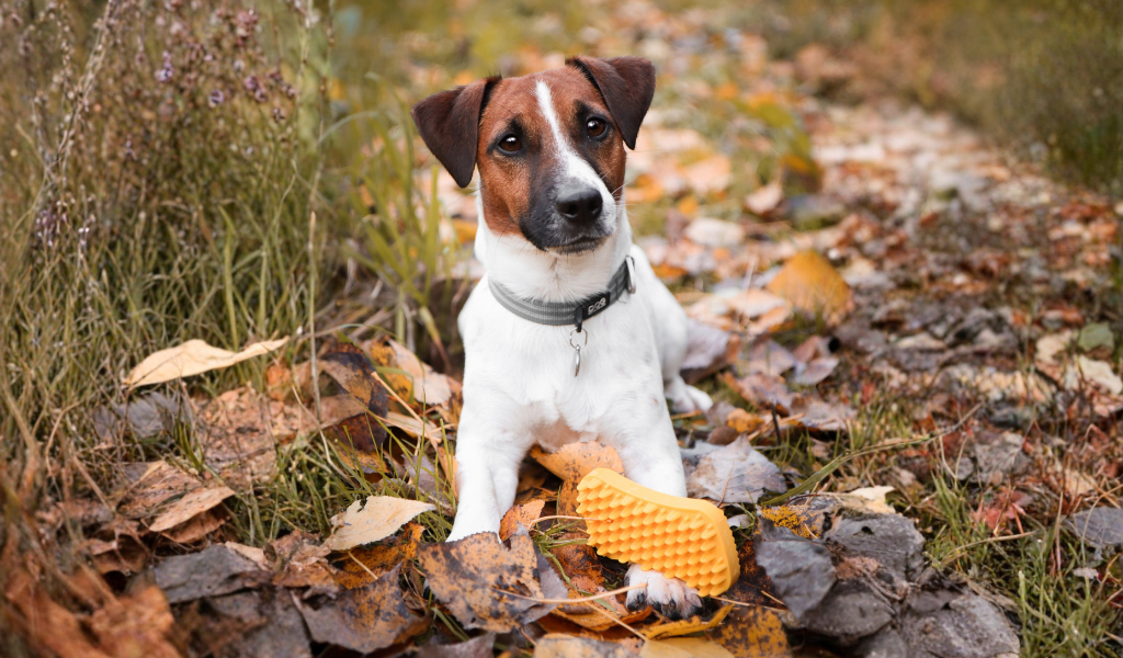 brosse jaune pour chien  pour les poils de la voiture, Jack Russell terrier, Jack Russell, Brosse Voiture