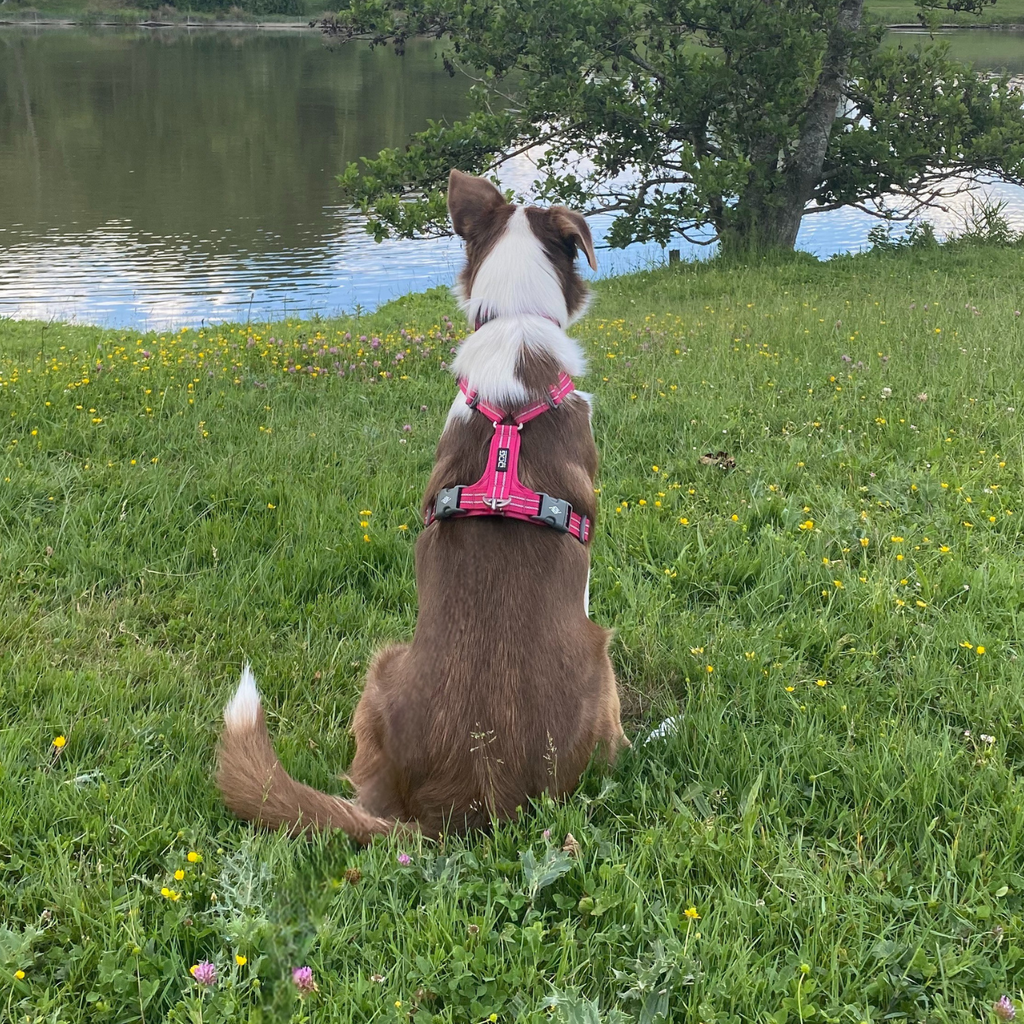 chien au bord de l'eau