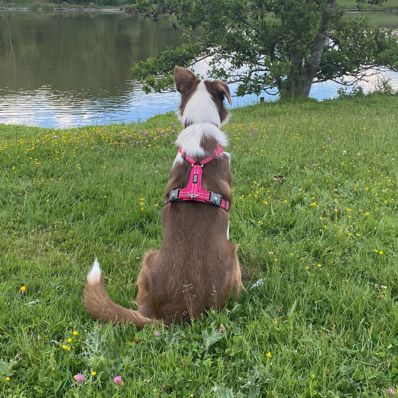 chien au bord de l'eau