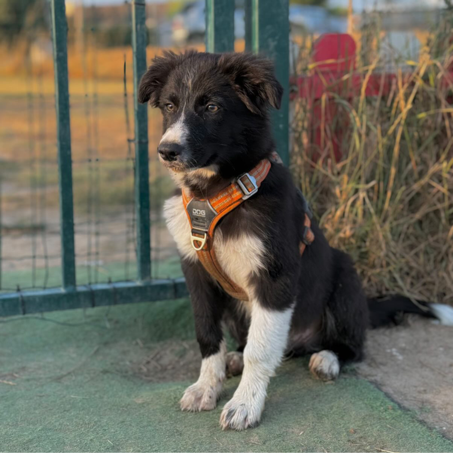 chiot, chiot harnais en Y, chiot blanc et noir