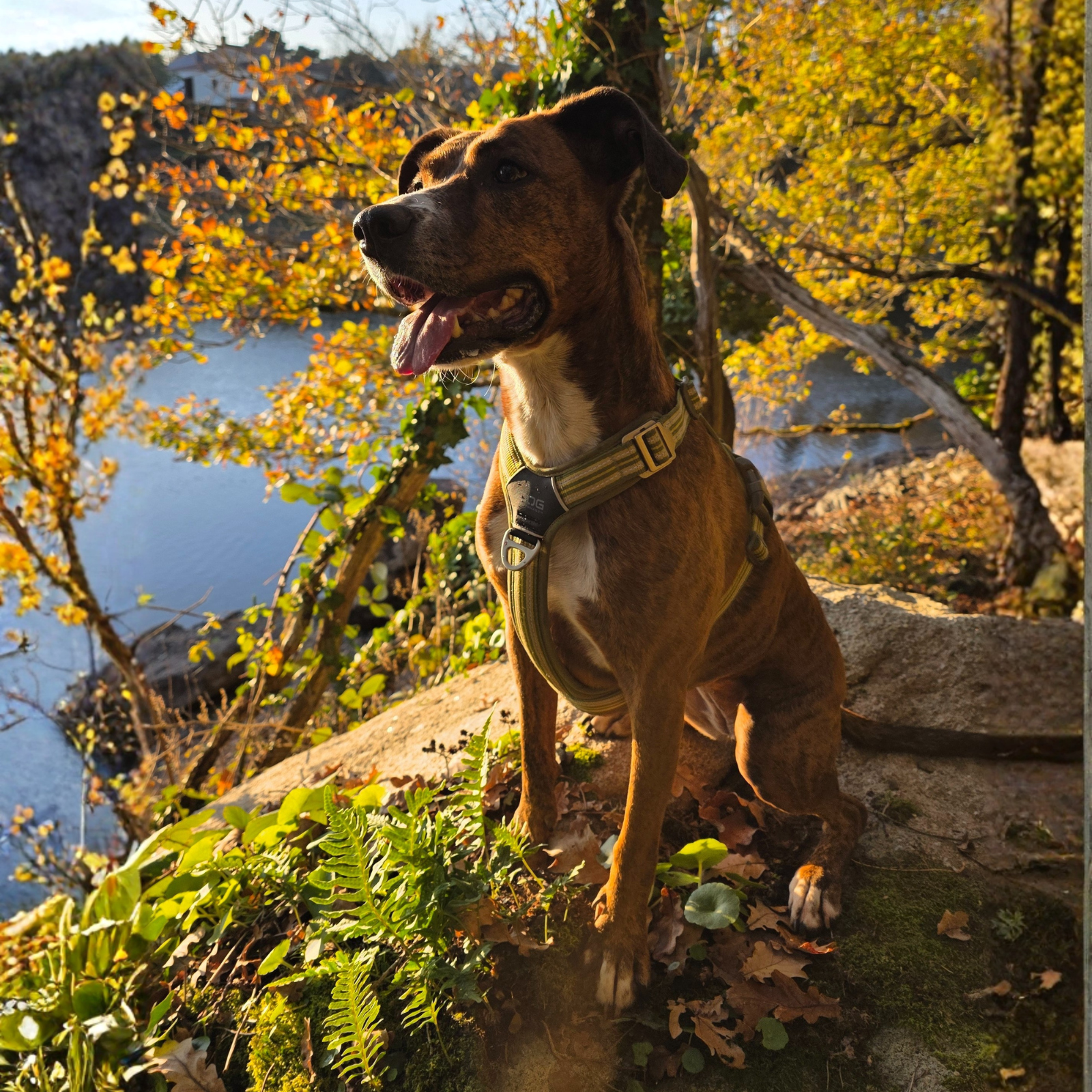 Harnais en Y Vert, chien heureux