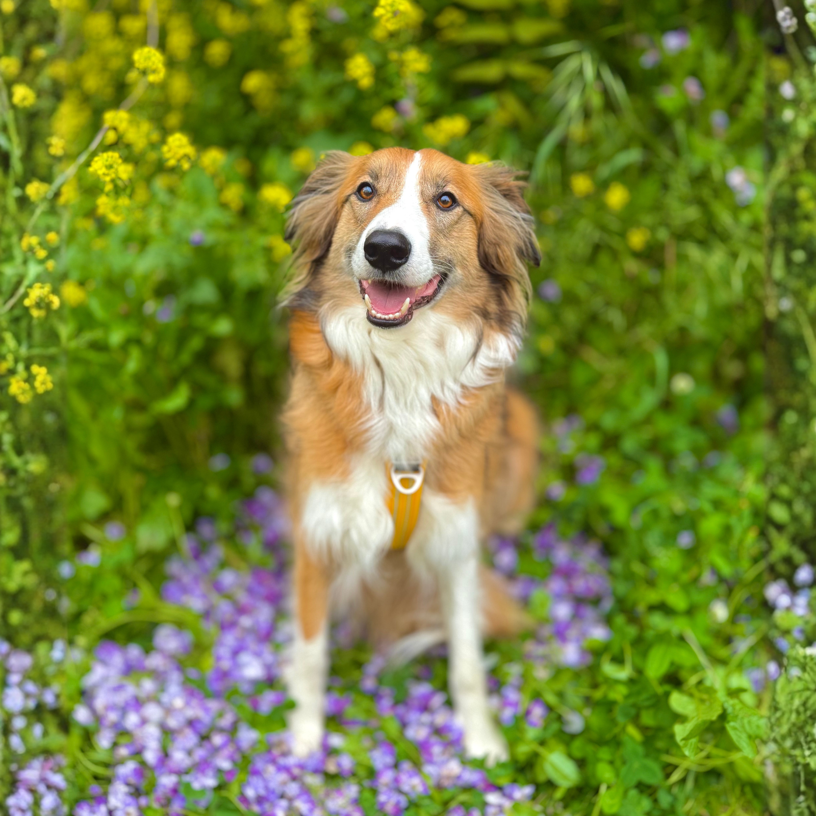 Harnais en Y Jaune, chien heureux