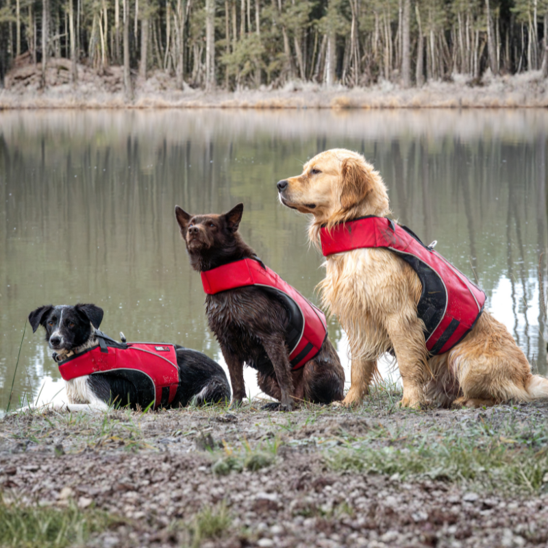 gilet de sauvetage pour chien, gilet de nage pour chien ,gilet flottant pour chien, gilet de sauvetage canininja, gilet de flottaison pour chien