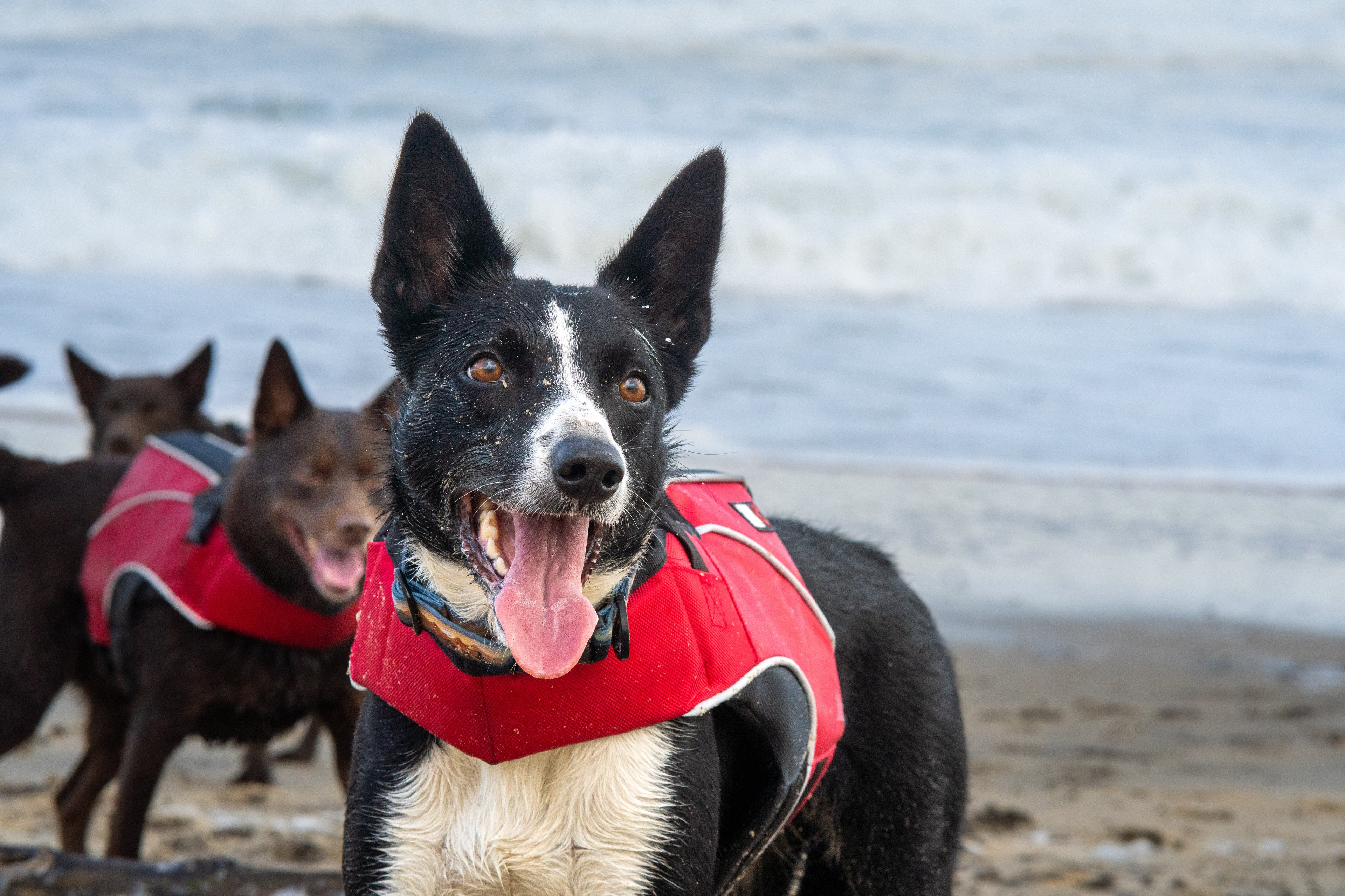 chien qui sourit harnais de sauvetage border collie Kelpie chien  la mer groupe de chien à la mer 