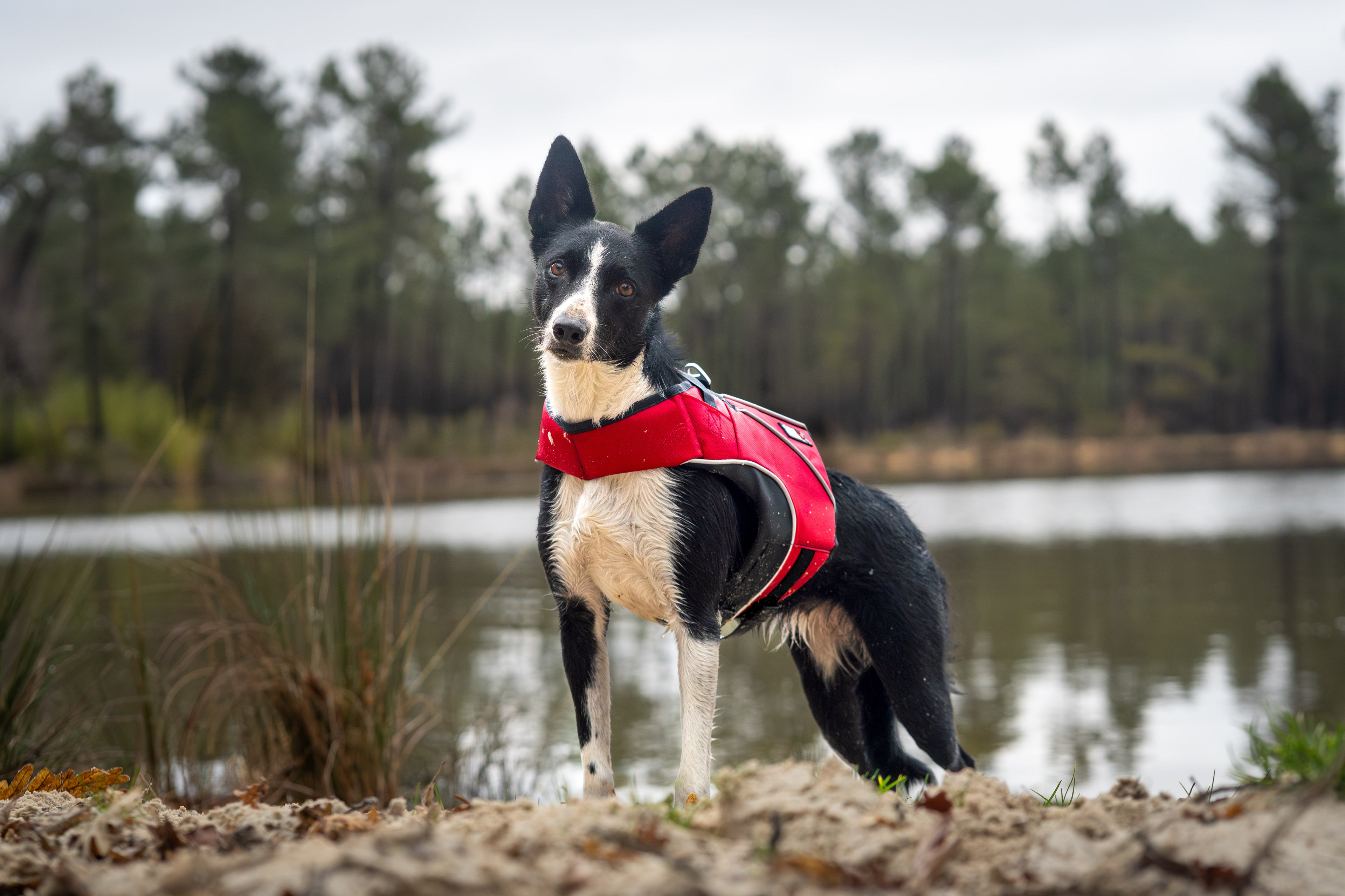chien qui se trouve près de l'eau gilet de sauvetage Border collie