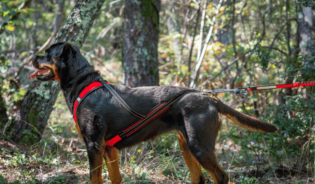 harnais chien carré, harnais de traction, ligne de canicross 