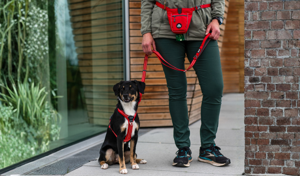 Harnais en Y Rouge, Laisse pour petit chien, Pochette de laisse Rouge