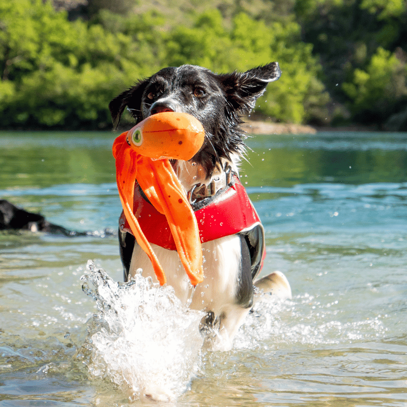jouet flottant chien, jouet eau chien, jouet poulpe, gilet de sauvetage chien