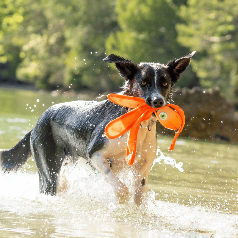 jouet flottant chien, jouet eau chien, jouet poulpe