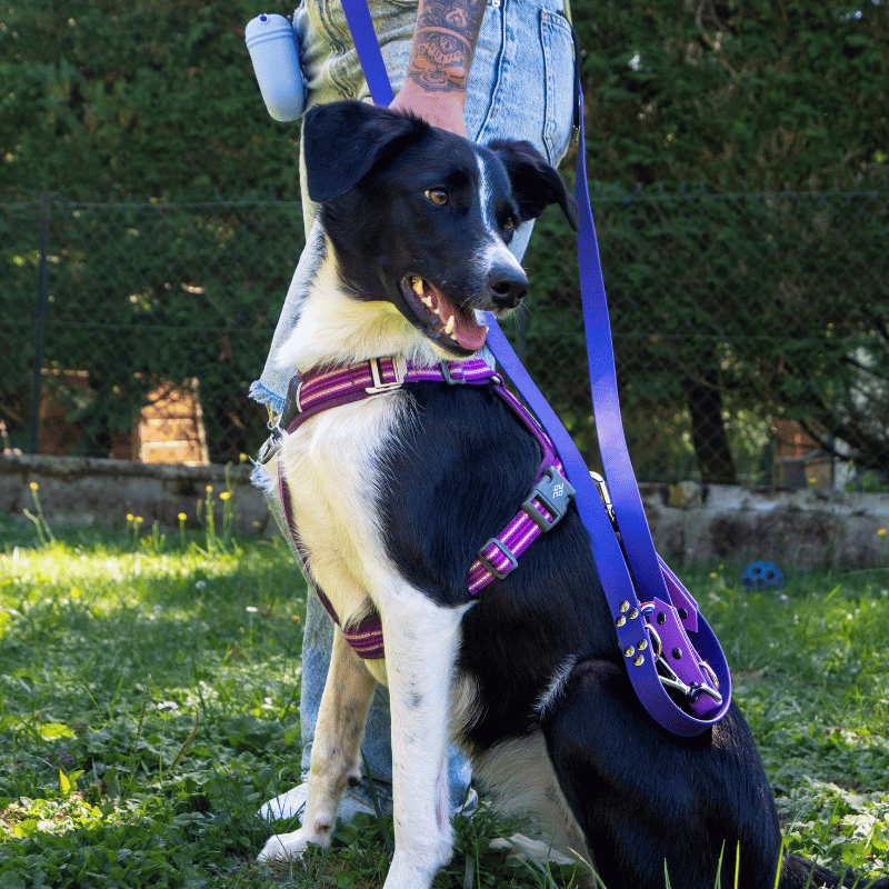 Laisse multipositions biothane violette, laisse multiposition chien, laisse pour chien, laisse main libre