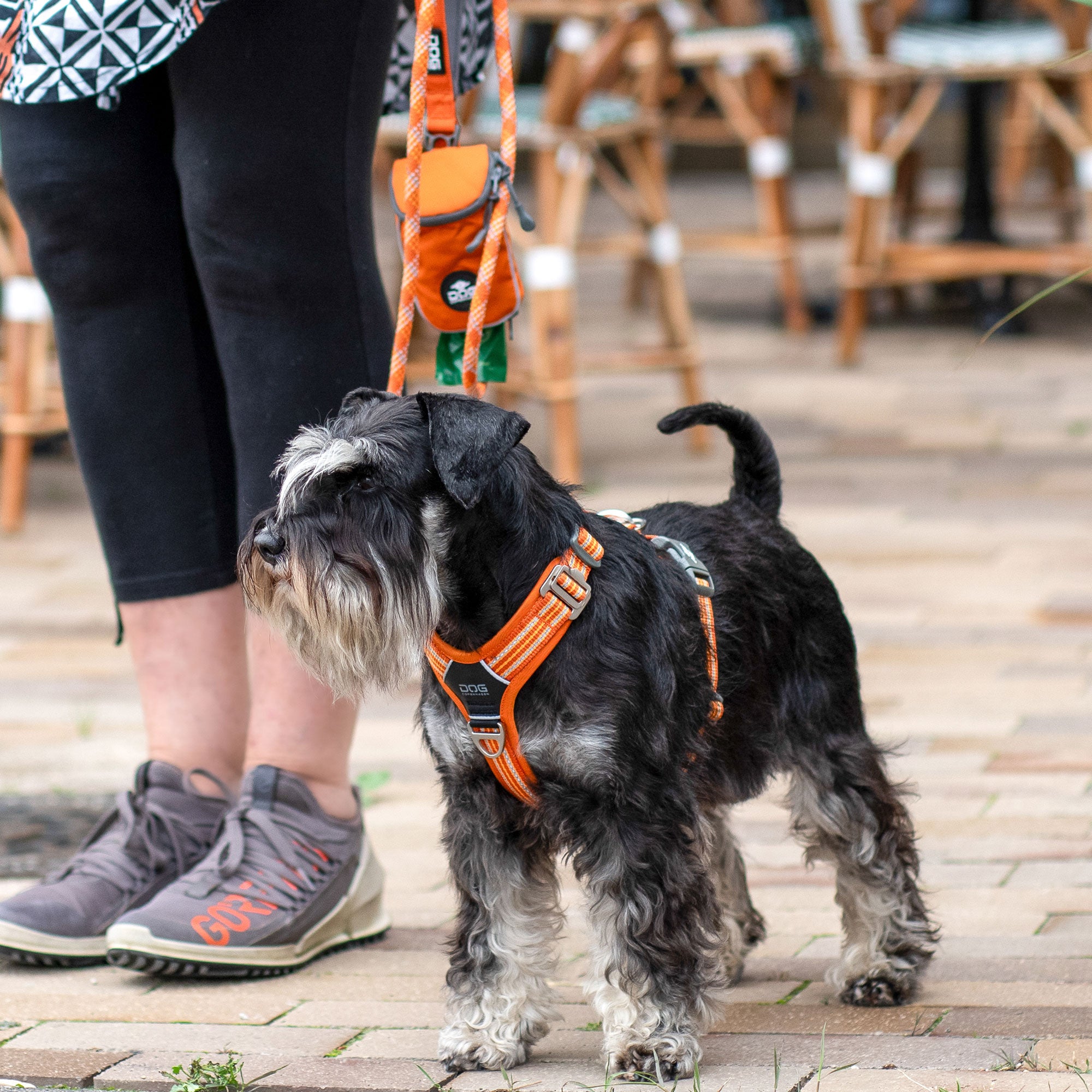 harnais orange  Schnauzer nain
