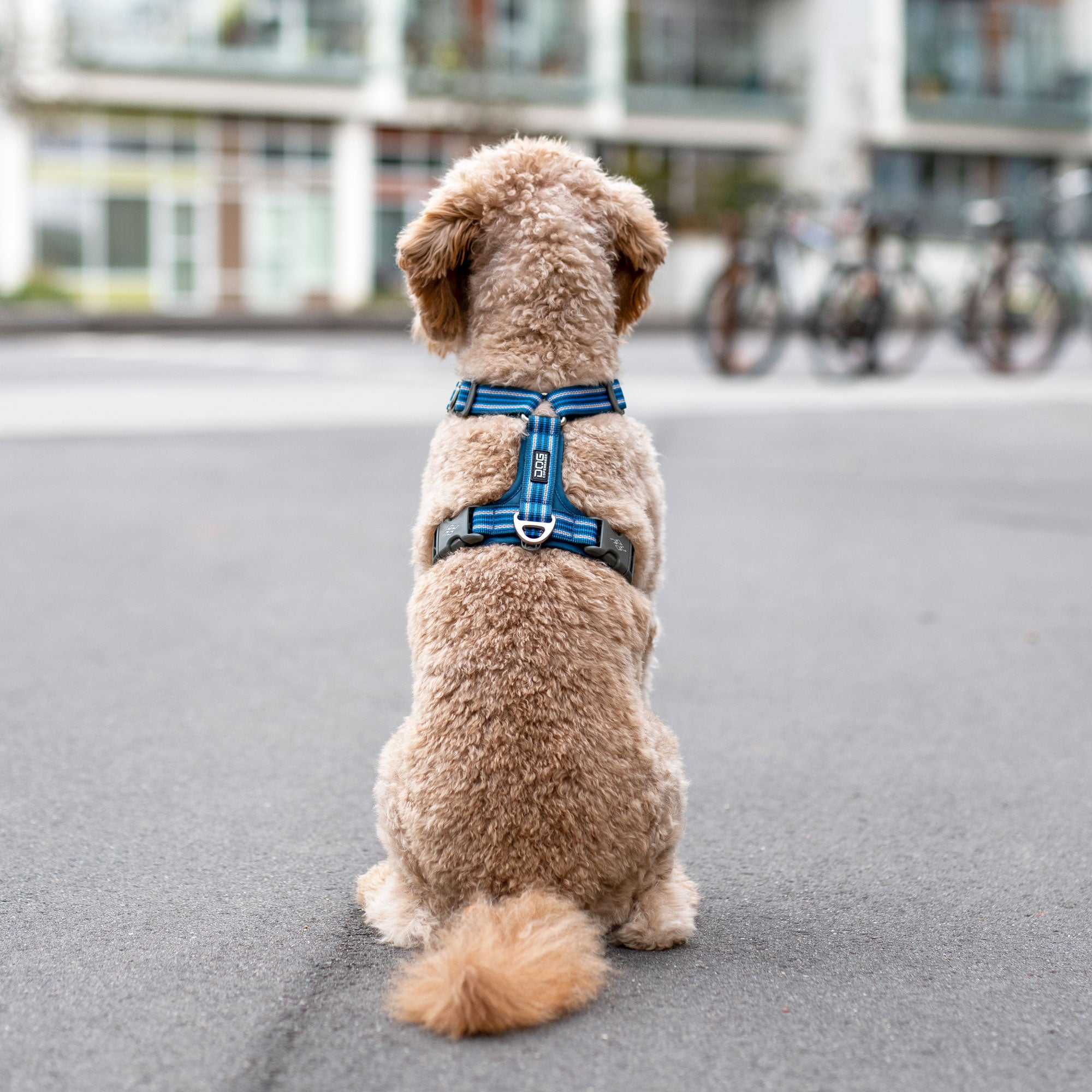 caniche, harnais bleu 