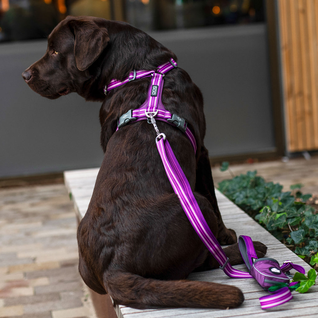 Labrador, harnais de balade, laisse violette, pochette sac à crottes
