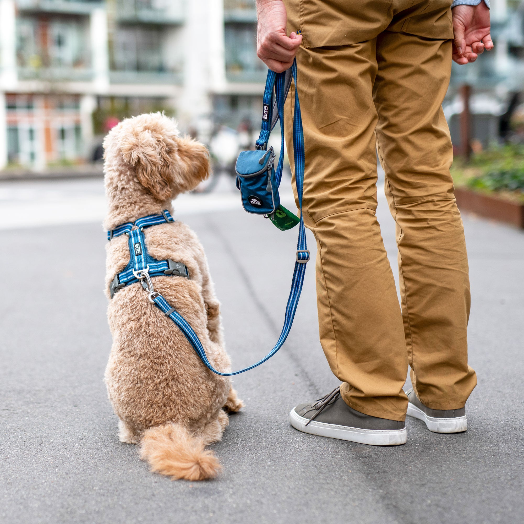 caniche, harnais bleu, pochette de laisse, laisse bleu 