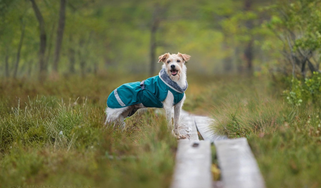 Manteau Chaud et Imperméable Vert chien heureux