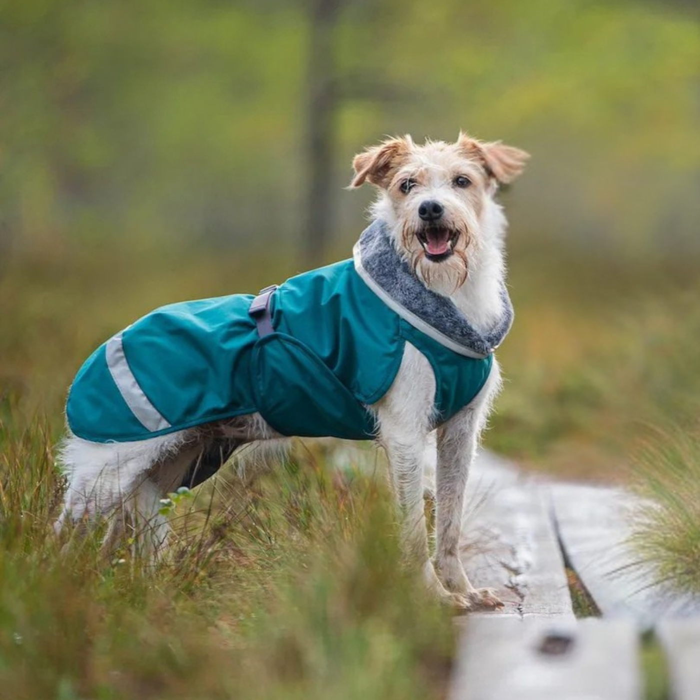 chien avec manteau dans la forêt, Manteau Chaud et Imperméable Vert