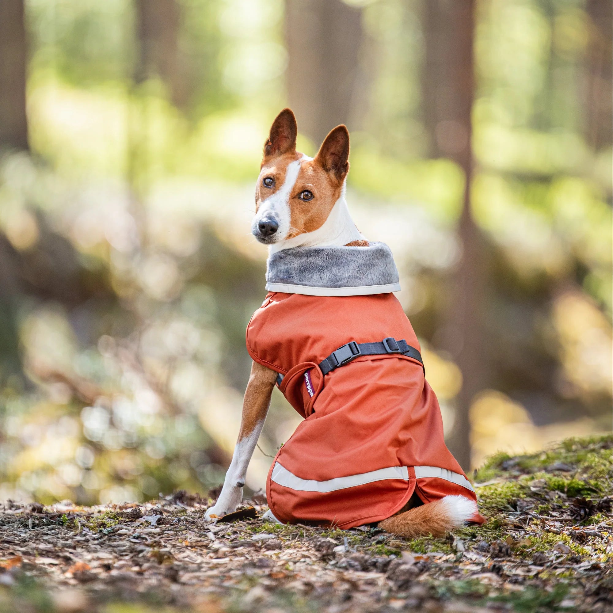 manteau orange chaud pour chien