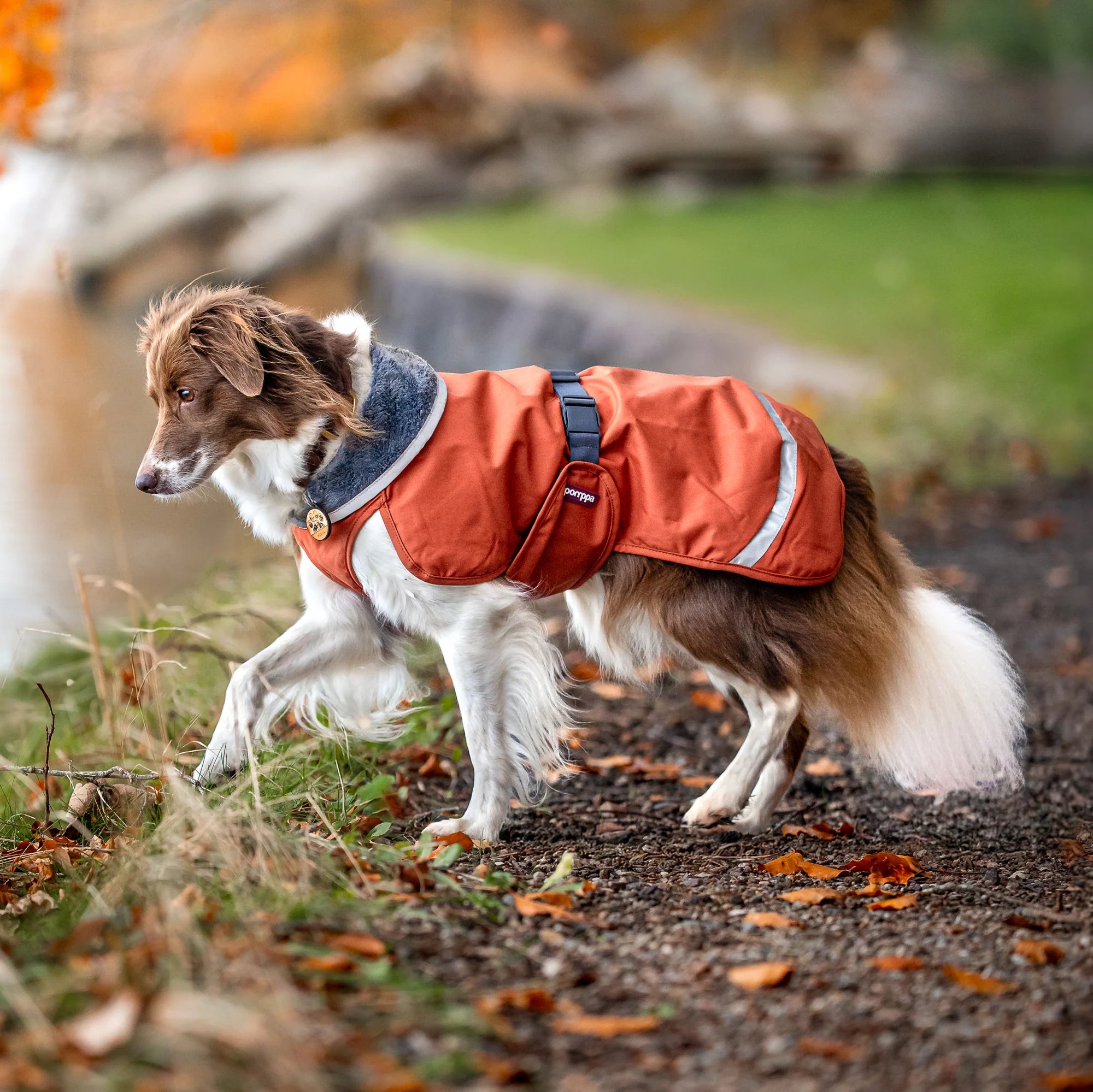 chien au bord de l'eau, chien avec manteau 