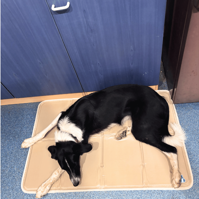 Tapis rafraichissant pour chien